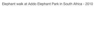 Elephant walk at Addo Elephant Park in South Africa - 2010
